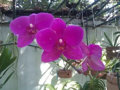 Ferienwohnung für 3 Personen (16 m²) in La Flora 9/10