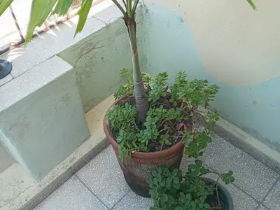 Ferienwohnung für 3 Personen (20 m²) in Holguín 8/10