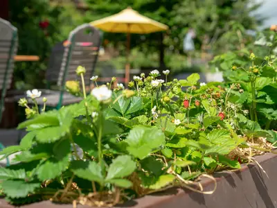 Gauahof - Naschgarten