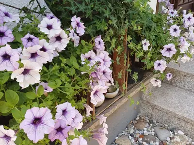 Ferienwohnung Sylvia-Blumen am Eingang