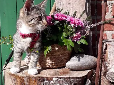 Ferienwohnung für 5 Personen (75 m²) in Grömitz 6/7