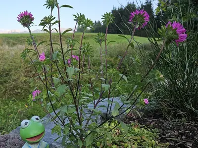 Garten - Frosch am Bach
