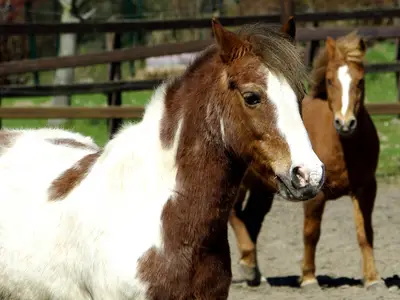 Ferienwohnung für 4 Personen (38 m²) in Grömitz 7/8