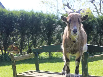 Ferienwohnung für 4 Personen (50 m²) in Fehmarn 7/10