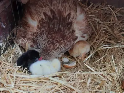 Ferienwohnung für 6 Personen (60 m²) in Aufseß 10/10