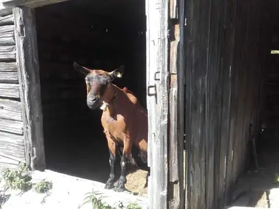 Ferienwohnung für 5 Personen (50 m²) in Schoppernau 7/10