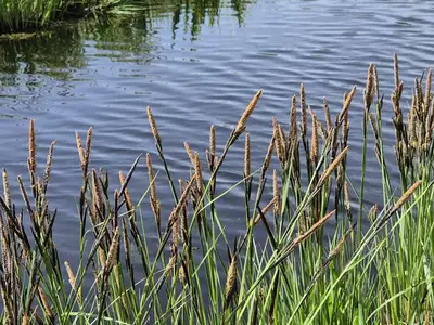 Ferienwohnung für 4 Personen (75 m²) in Benz (Usedom) 3/10