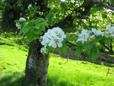 blühender Obstbaum