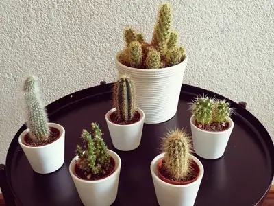 Ferienwohnung für 4 Personen (65 m²) in Wehr (Baden-Württemberg) 5/10