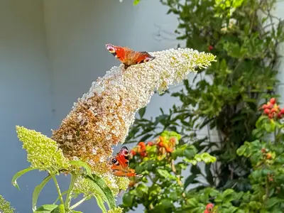 Ferienwohnung für 4 Personen (55 m²) in Born am Darß 9/10