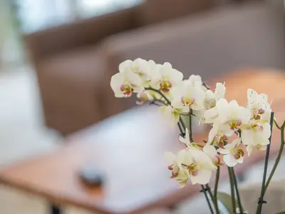 Ferienwohnung für 4 Personen (66 m²) in Lauterbach (Rügen) 7/10