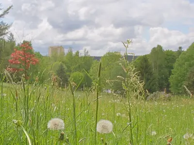 Ferienwohnung für 4 Personen (49 m²) in Hohegeiß 10/10