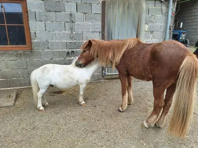 Ferienwohnung für 6 Personen (60 m²) in Aufseß 10/10