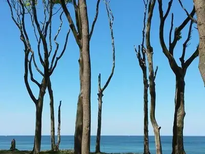 Gespensterwald Nienhagen