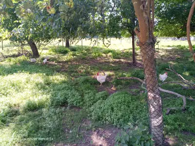 Landleben mit Hühnern und Schafen