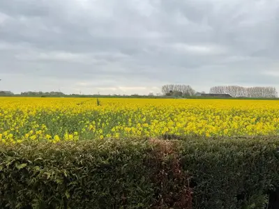 Ferienwohnung für 3 Personen (50 m²) in Carolinensiel 8/8