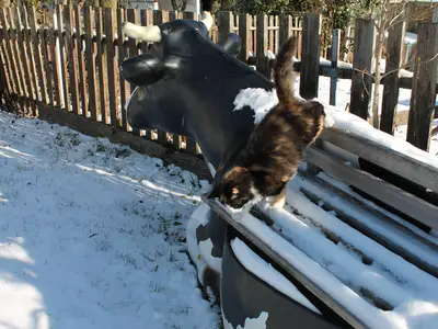 Postls Hirschbirnhof_Garten_Oststeiermark