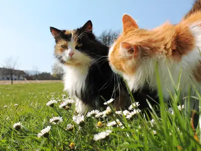 Postl´s Hirschbirnhof_Ilvy&Garfield_Oststeiermark