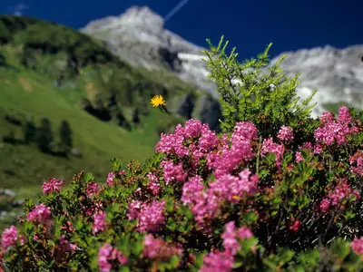 Die Kromarin | Almrauschblüte