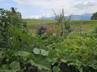 Garten im Sommer Detail
