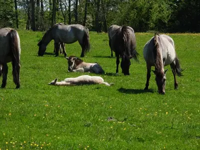 Ferienwohnung für 4 Personen (40 m²) in Kronsgaard 9/10