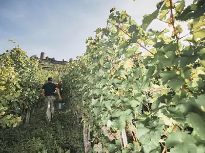 Weingut Löhr