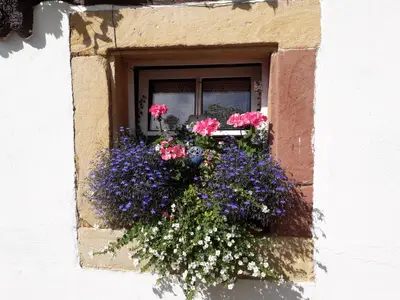 Blumenfenster im Hof
