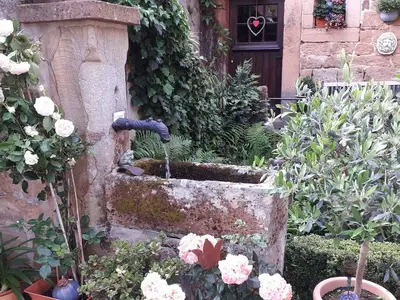 Olivenstrauch Rosen und Zitronenbaum