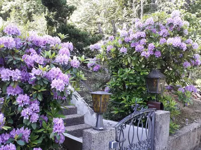 Treppe gesäumt von blühenden Rhododendren