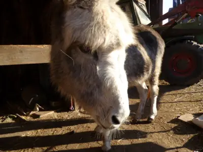 Ferienwohnung für 4 Personen (45 m²) in Stadt Berching 1/10