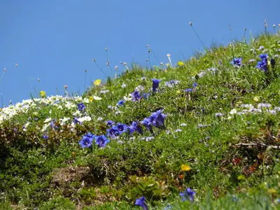 Bergblumen