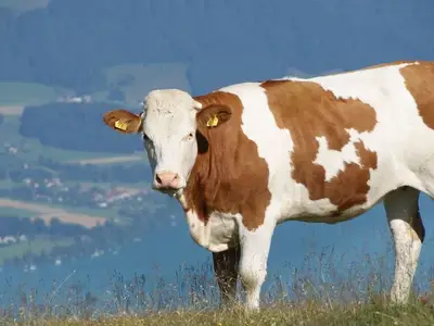 Ferienwohnung für 4 Personen (50 m²) 6/10