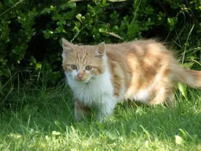 Ferienwohnung für 4 Personen (50 m²) 7/10