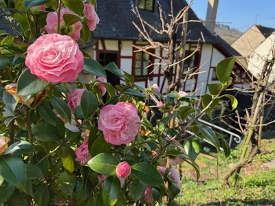 Rosen, Sommer, Burghof Hagen