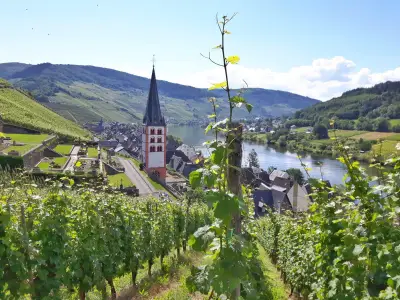 Blick durch die Reben nach Kaimt