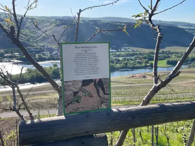 Mauereidechsen-Liebe