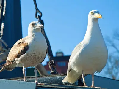 Ferienwohnung für 2 Personen (43 m²) in Baabe 4/10