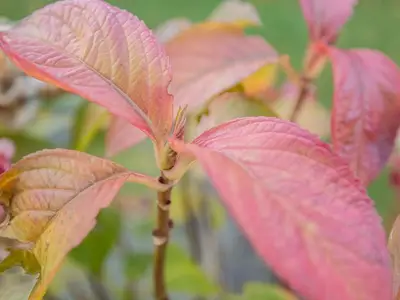 Ferienwohnung für 3 Personen (70 m²) in Hesel 8/10