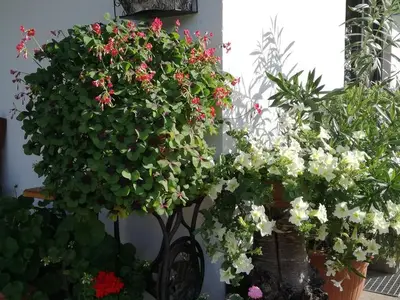 Ferienwohnung für 6 Personen (85 m²) in Westendorf 9/10