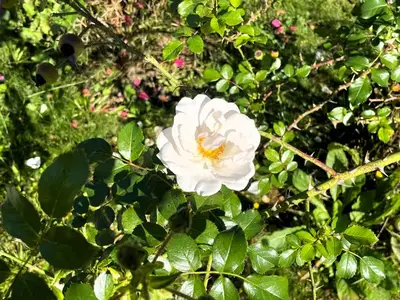 Ferienwohnung für 5 Personen in Torno 5/10