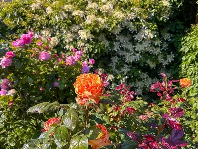 Ferienwohnung für 2 Personen (40 m²) in Ribnitz-Damgarten 4/10