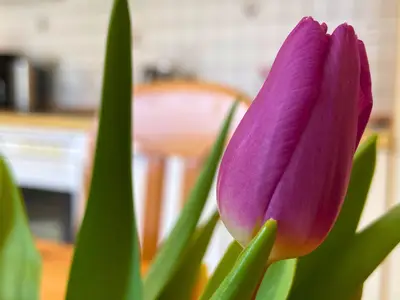 Ferienwohnung für 4 Personen (65 m²) in Fehmarn 4/10