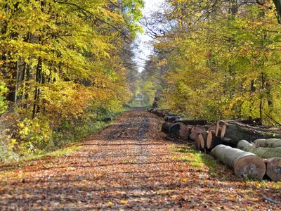 Ferienwohnung für 4 Personen (36 m²) in Kellenhusen 7/10
