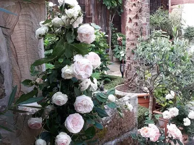 Rosen, die Lieblingsblume meiner Frau