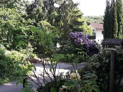 unsere Lieblingsjahreszeit mit Rhododendren