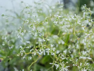 Ferienwohnung für 3 Personen (70 m²) in Hesel 10/10