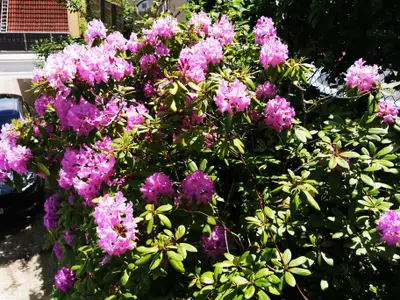 Ferienwohnungen Brigitte-Garten