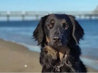 Ferienwohnung für 4 Personen (75 m²) in Benz (Usedom) 1/10