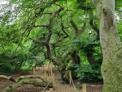 Süntelbuchen Bad Nenndorf