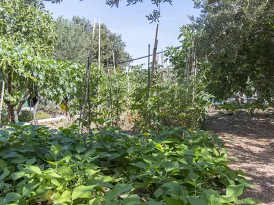 garden